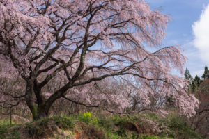 満開桜の枝ぶり